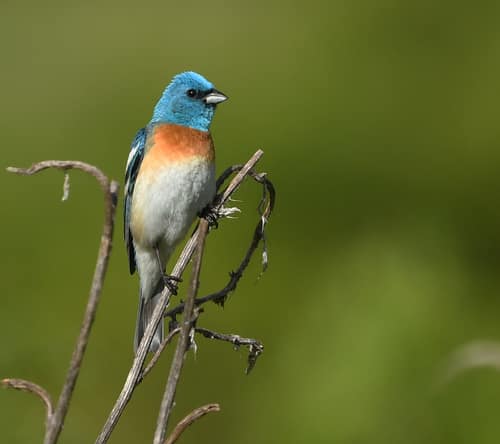 Lazuli Bunting reference