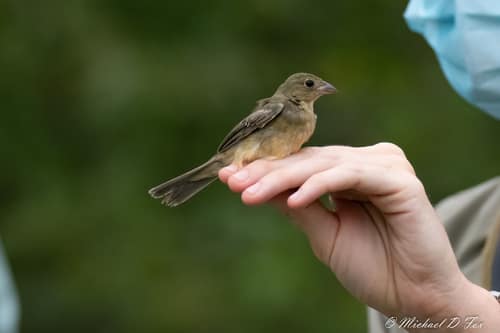 Painted Bunting reference