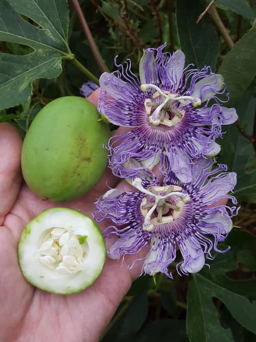 Purple Passionflower reference