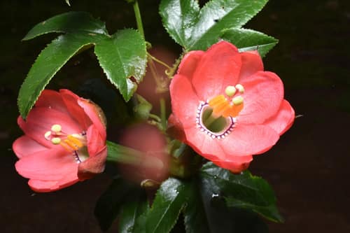 Mixed Passionflower reference