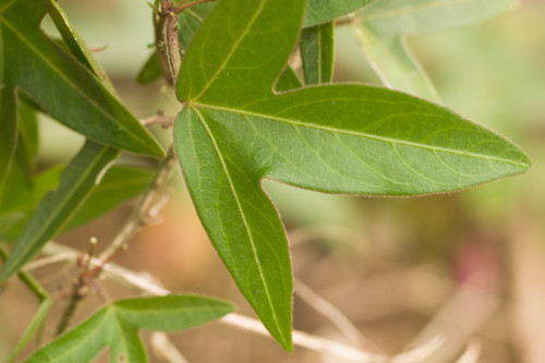 Corkystem Passionflower reference