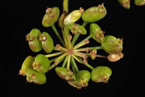 Wild Parsnip reference