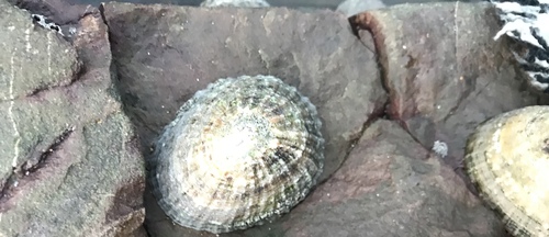 Common Limpet reference