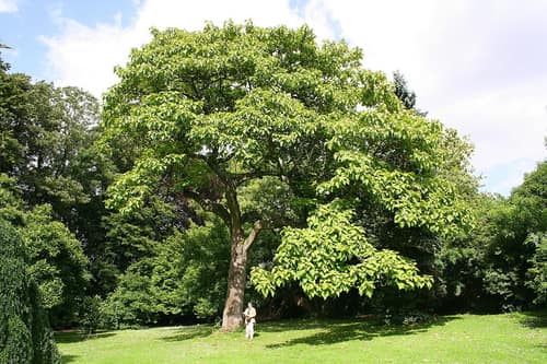 Royal Paulownia reference