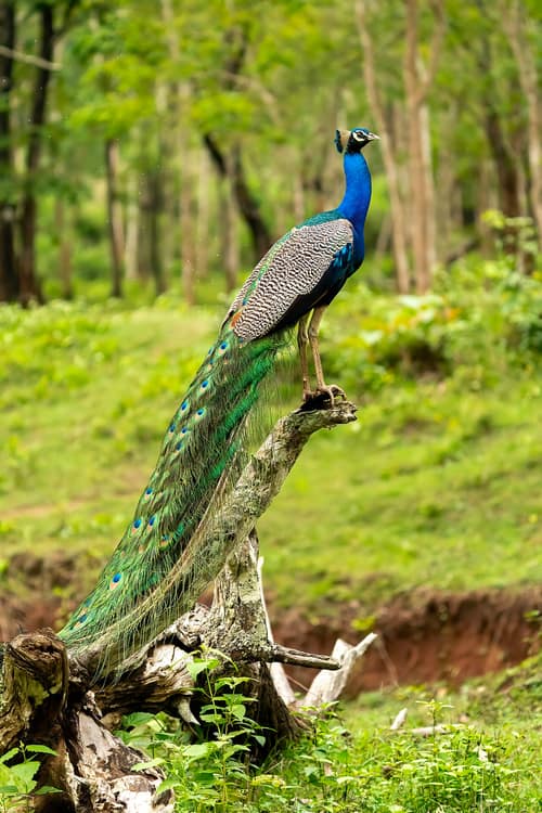 Indian Peafowl reference