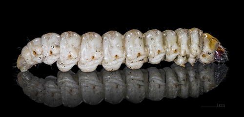 South American Palm Borer reference