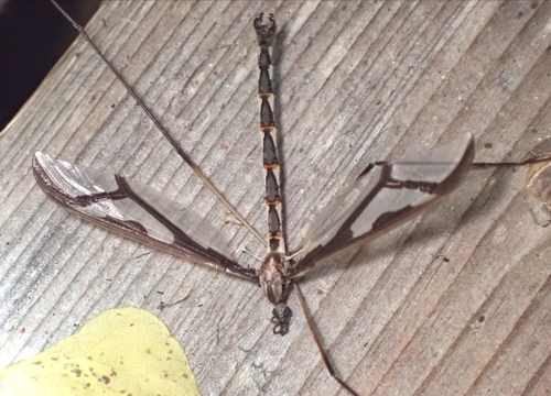 Giant Eastern Crane Fly reference
