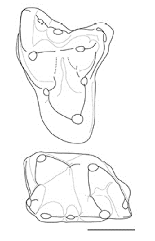Pediomys reference