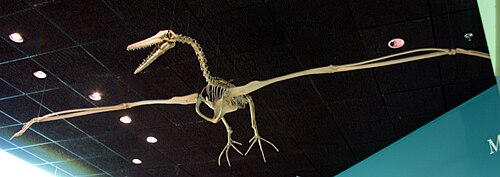Miocene Pseudotooth Bird reference