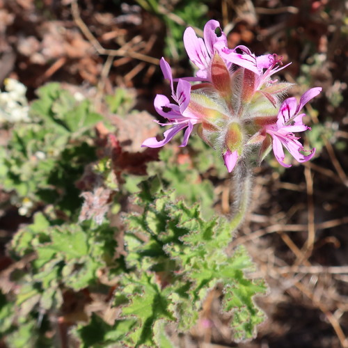Rose-Scented Pelargonium reference