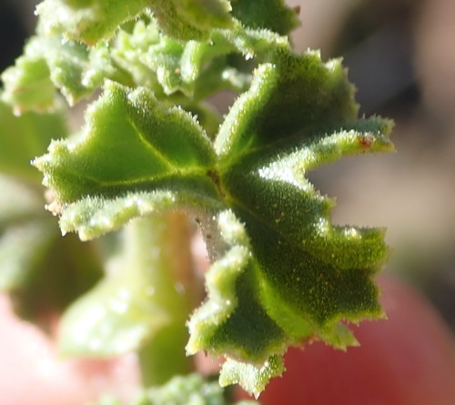Lemon Pelargonium reference