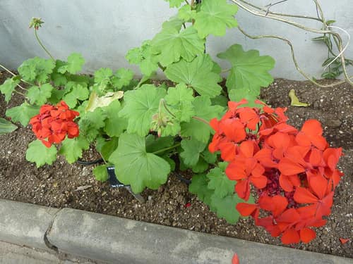 Scarlet Pelargonium reference