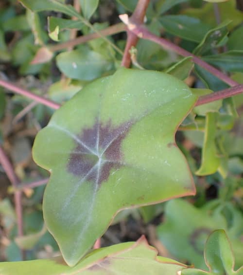 Ivy-Leaved Geranium reference