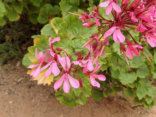 Horseshoe Pelargonium reference