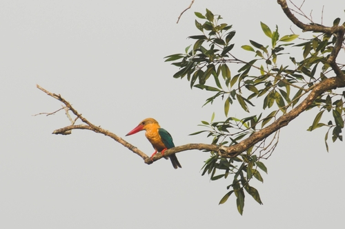 Stork-billed Kingfisher reference