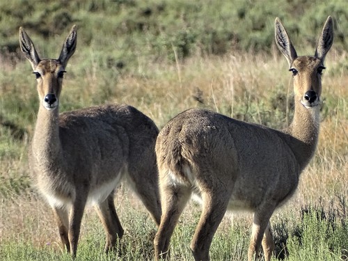Grey Rhebok reference