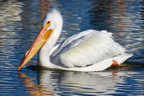 American White Pelican reference