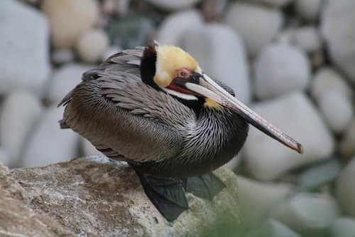 Brown Pelican reference