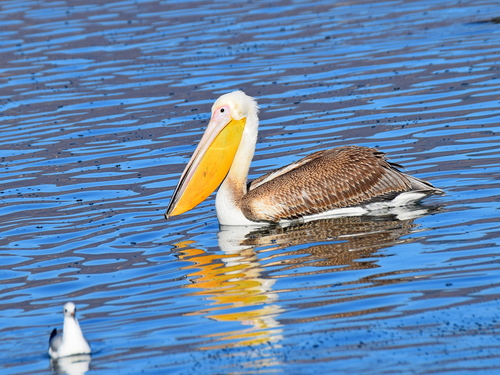 Great White Pelican reference