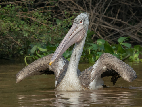 Spot-billed Pelican reference