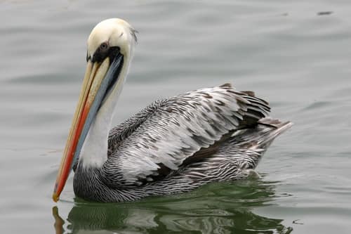 Peruvian Pelican reference
