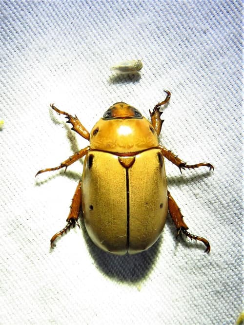 Grapevine Beetle reference