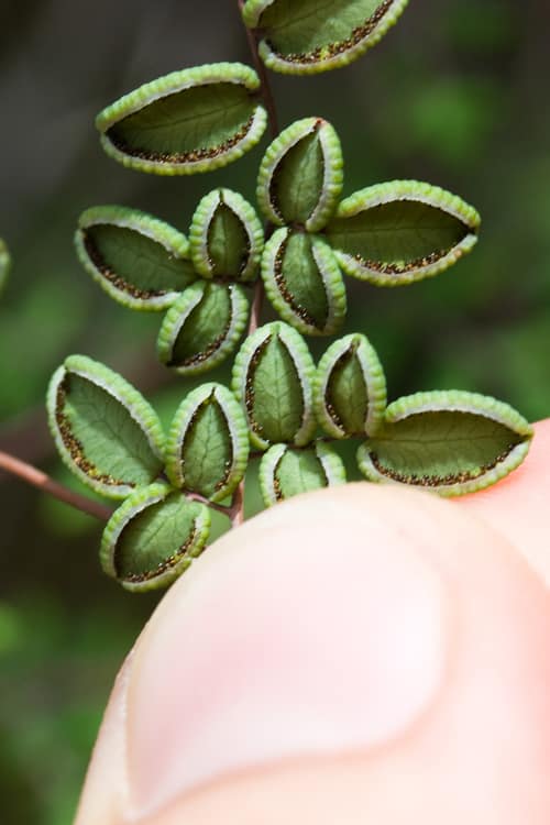 Coffee Fern reference