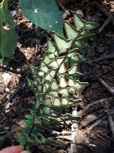 Hard Fern reference