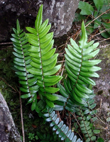 Sickle Fern reference