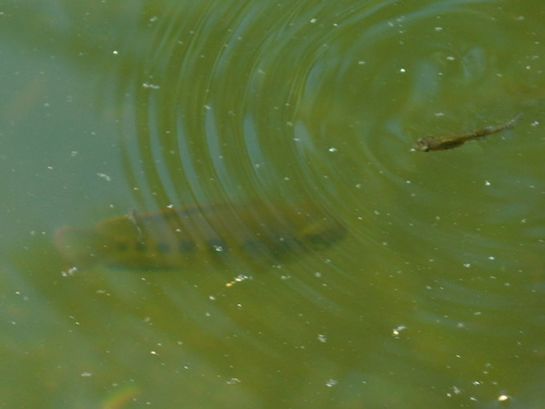 Spotted Tilapia reference