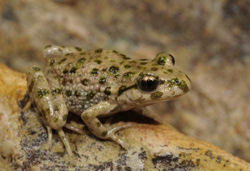 Perez's Parsley Frog reference