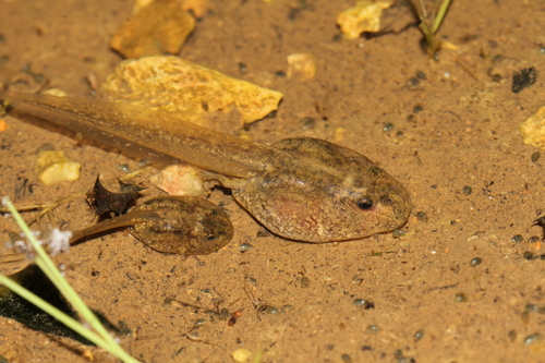 Common Parsley Frog reference