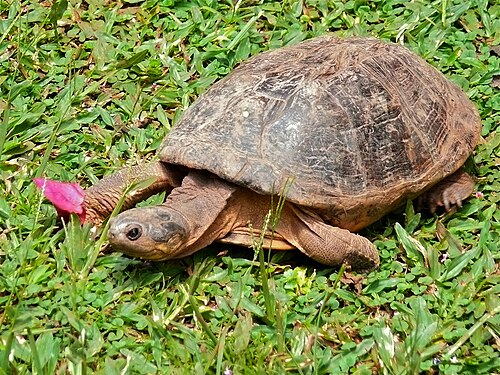 African Helmeted Turtle reference