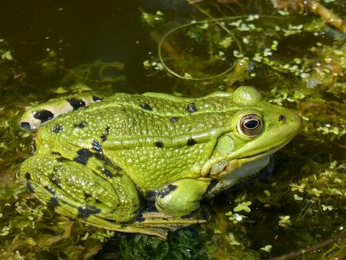 Pool Frog reference