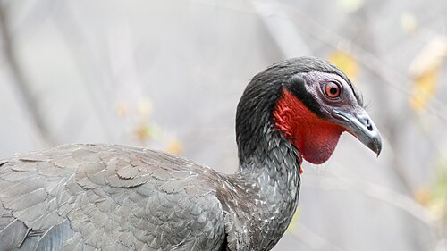 White-winged Guan reference