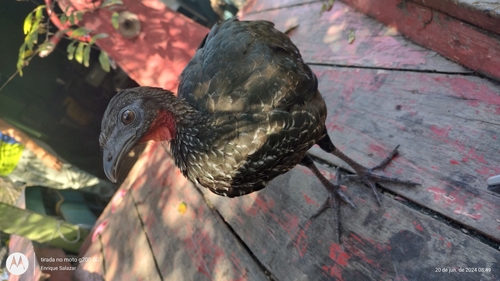 Spix's Guan reference