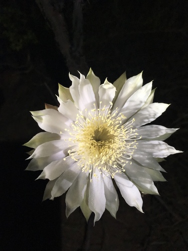 Night-blooming Cereus reference