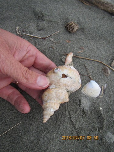 Southern Spindle Shell reference