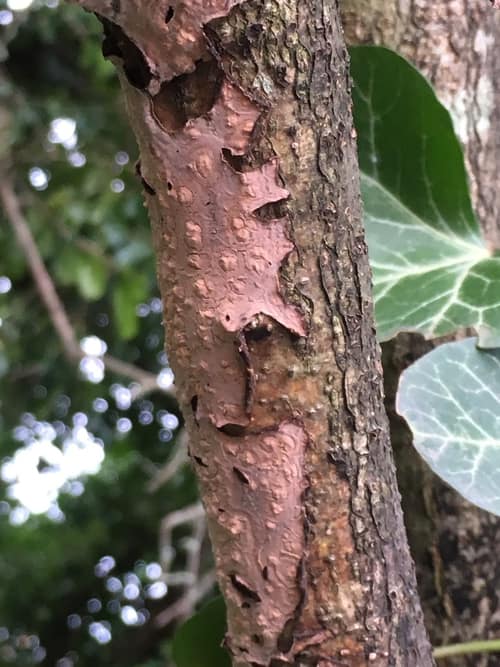Oak Corticioid Fungus reference