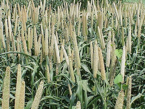 Pearl Millet reference