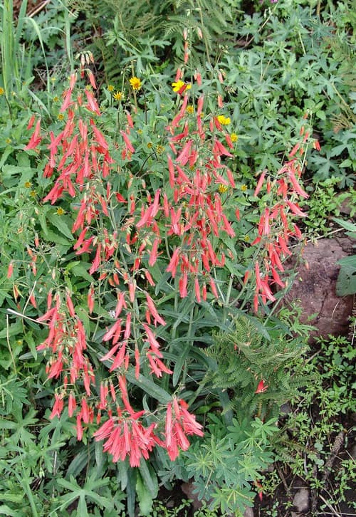 Beardtongue reference