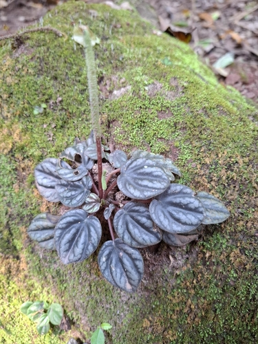Emerald Ripple Peperomia reference