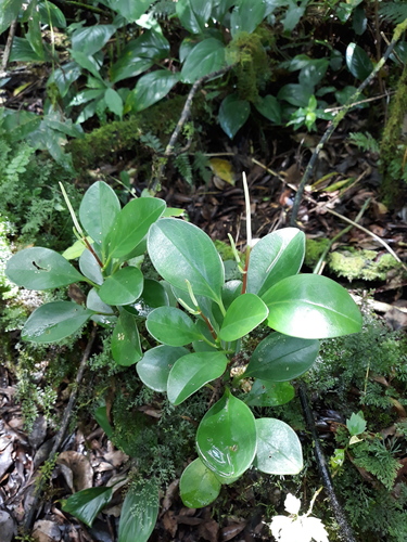 Baby Rubber Plant reference