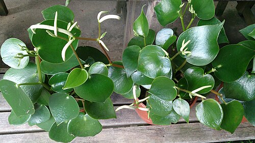 Coin Peperomia reference