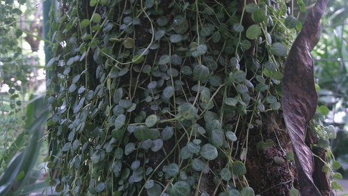 String of Turtles reference