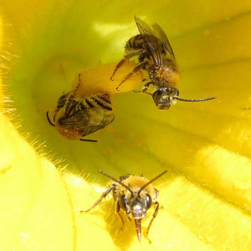 Squash Bee reference