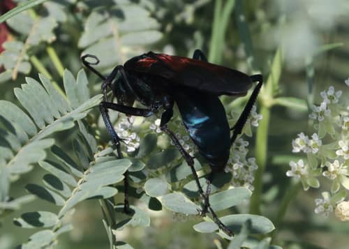 Tarantula Hawk Wasp reference