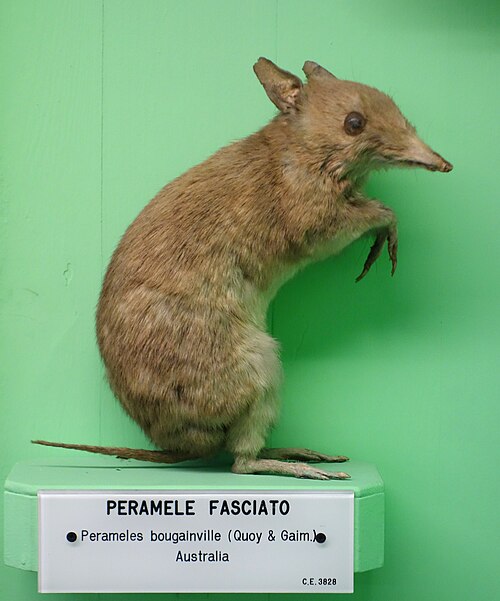 Western Barred Bandicoot reference