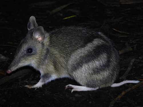 Eastern Barred Bandicoot reference