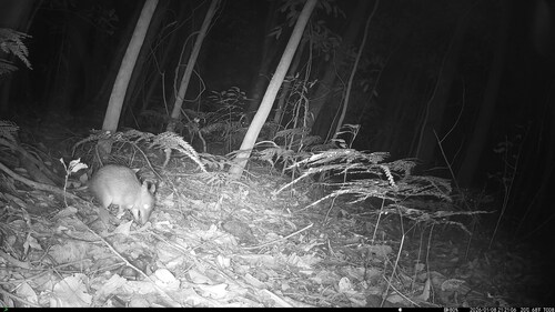Long-nosed Bandicoot reference